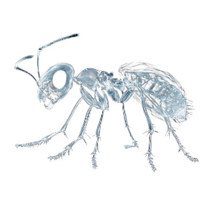 X-Ray Ant Vinyl Car Decal Sticker – Waterproof & UV-Resistant 8"