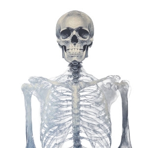 X-Ray Skeleton Vinyl Car Decal Sticker – Waterproof & UV-Resistant 8" X-Ray Skeleton Vinyl Car Decal Sticker – Waterproof & UV-Resistant 8"