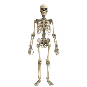 Cartoon Skeleton Vinyl Car Decal Sticker – Waterproof & UV-Resistant 8" Cartoon Skeleton Vinyl Car Decal Sticker – Waterproof & UV-Resistant 8"