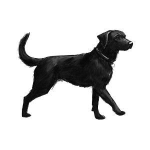 Black Dog Walking Vinyl Car Decal Sticker – Waterproof & UV-Resistant 8"