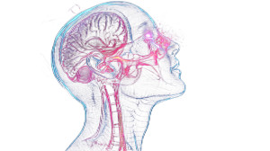 Nasal Cavity Diagram Vinyl Car Decal Sticker – Waterproof & UV-Resistant 8"