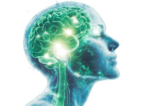 Transparent Brain Head Vinyl Car Decal Sticker – Waterproof & UV-Resistant 8"