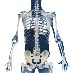 Frontal X-Ray Vinyl Car Decal Sticker – Waterproof & UV-Resistant 8"