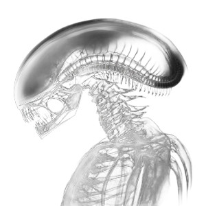 Xenomorph X-Ray Vinyl Car Decal Sticker – Waterproof & UV-Resistant 8"