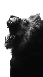 Lion Vinyl Car Decal Sticker – Waterproof & UV-Resistant 8"