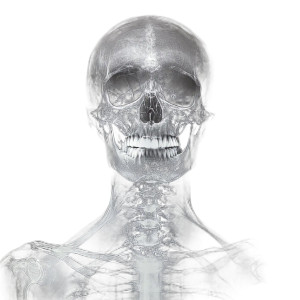 X-Ray Skull Portrait Vinyl Car Decal Sticker – Waterproof & UV-Resistant 8"