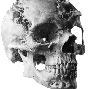 Realistic Skull V10 Vinyl Car Decal Sticker – Waterproof & UV-Resistant 8"