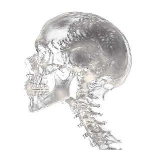 Human Skull Xray Vinyl Car Decal Sticker – Waterproof & UV-Resistant 8"