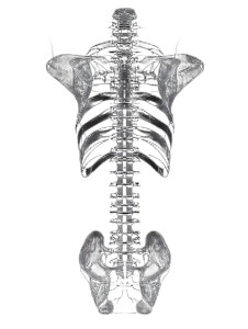 Human Spine Schematic Vinyl Car Decal Sticker – Waterproof & UV-Resistant 8" Human Spine Schematic Vinyl Car Decal Sticker – Waterproof & UV-Resistant 8"
