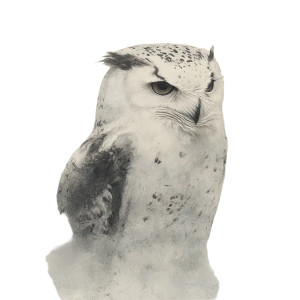 Snow Owl Drawing Vinyl Car Decal Sticker – Waterproof & UV-Resistant 8" Snow Owl Drawing Vinyl Car Decal Sticker – Waterproof & UV-Resistant 8"