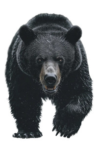 Angry Bear Charge Vinyl Car Decal Sticker – Waterproof & UV-Resistant 8"