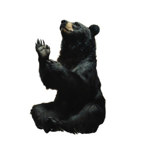 Mystical Bear Painting Vinyl Car Decal Sticker – Waterproof & UV-Resistant 8"