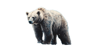 Bear V4 Vinyl Car Decal Sticker – Waterproof & UV-Resistant 8"