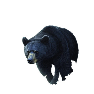 Black Bear In Forest Vinyl Car Decal Sticker – Waterproof & UV-Resistant 8" Black Bear In Forest Vinyl Car Decal Sticker – Waterproof & UV-Resistant 8"