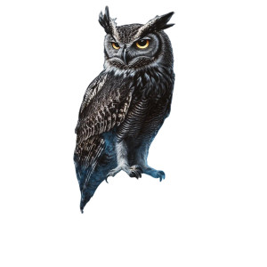Owl On Skull Vinyl Car Decal Sticker – Waterproof & UV-Resistant 8" Owl On Skull Vinyl Car Decal Sticker – Waterproof & UV-Resistant 8"