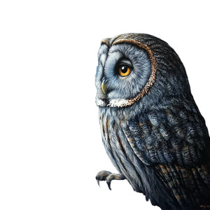 Wise Night Owl Vinyl Car Decal Sticker – Waterproof & UV-Resistant 8"