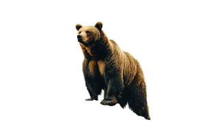 Majestic Grizzly Bear Vinyl Car Decal Sticker – Waterproof & UV-Resistant 8"