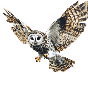 Fierce Barred Owl Vinyl Car Decal Sticker – Waterproof & UV-Resistant 8" Fierce Barred Owl Vinyl Car Decal Sticker – Waterproof & UV-Resistant 8"