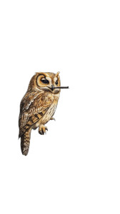 Owl Smoking Cigar Vinyl Car Decal Sticker – Waterproof & UV-Resistant 8"