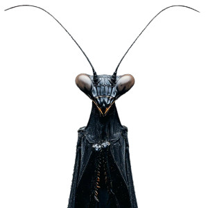 Black Praying Mantis Vinyl Car Decal Sticker – Waterproof & UV-Resistant 8"