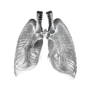 Frontal Lung X-Ray Vinyl Car Decal Sticker – Waterproof & UV-Resistant 8"