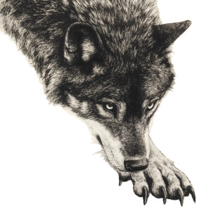 Majestic Wolf Portrait V2 Vinyl Car Decal Sticker – Waterproof & UV-Resistant 8" Majestic Wolf Portrait V2 Vinyl Car Decal Sticker – Waterproof & UV-Resistant 8"