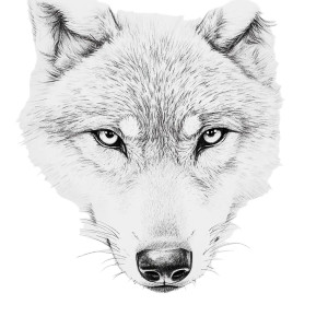 Sad Wolf Portrait Vinyl Car Decal Sticker – Waterproof & UV-Resistant 8"