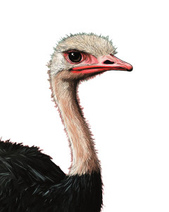 Ostrich Illustration Vinyl Car Decal Sticker – Waterproof & UV-Resistant 8" Ostrich Illustration Vinyl Car Decal Sticker – Waterproof & UV-Resistant 8"