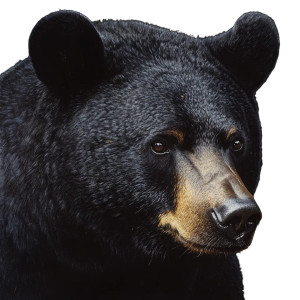 Black Bear Face V2 Vinyl Car Decal Sticker – Waterproof & UV-Resistant 8"