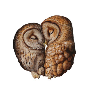 Tawny Owls Snuggled Vinyl Car Decal Sticker – Waterproof & UV-Resistant 8"