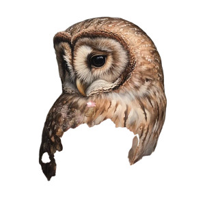 Tawny Owl Roses Vinyl Car Decal Sticker – Waterproof & UV-Resistant 8"