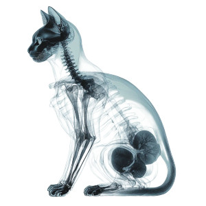 X-Ray Cat Anatomy Vinyl Car Decal Sticker – Waterproof & UV-Resistant 8"