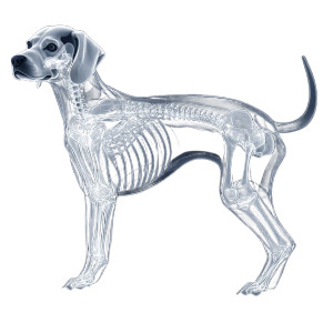 Clipart Dog X-Ray Vinyl Car Decal Sticker – Waterproof & UV-Resistant 8" Clipart Dog X-Ray Vinyl Car Decal Sticker – Waterproof & UV-Resistant 8"
