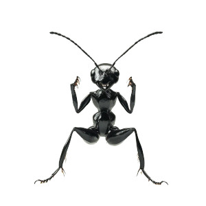 Ant Human Hybrid Vinyl Car Decal Sticker – Waterproof & UV-Resistant 8" Ant Human Hybrid Vinyl Car Decal Sticker – Waterproof & UV-Resistant 8"