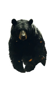 Black Bear Woods V2 Vinyl Car Decal Sticker – Waterproof & UV-Resistant 8"