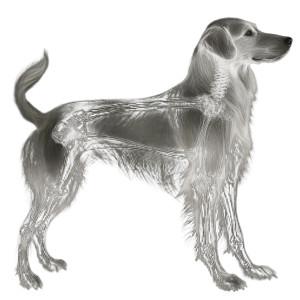 X-Ray Dog Back Vinyl Car Decal Sticker – Waterproof & UV-Resistant 8"