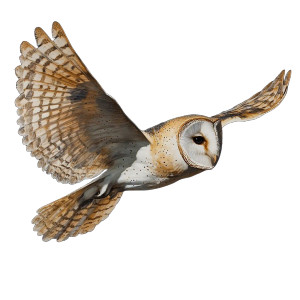 Barn Owl Flying Vinyl Car Decal Sticker – Waterproof & UV-Resistant 8"