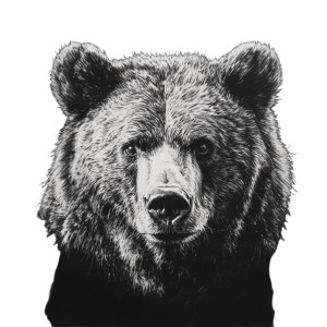 Grizzly Head Sketch Vinyl Car Decal Sticker – Waterproof & UV-Resistant 8"