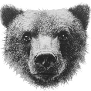 Bear Face Drawing Vinyl Car Decal Sticker – Waterproof & UV-Resistant 8"