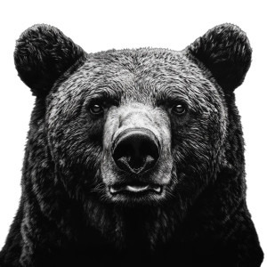 Grizzly Bear V4 Vinyl Car Decal Sticker – Waterproof & UV-Resistant 8" Grizzly Bear V4 Vinyl Car Decal Sticker – Waterproof & UV-Resistant 8"