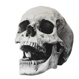 Open-Mouthed Skull Vinyl Car Decal Sticker – Waterproof & UV-Resistant 8" Open-Mouthed Skull Vinyl Car Decal Sticker – Waterproof & UV-Resistant 8"