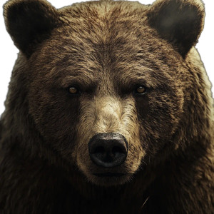 Bear Portrait V5 Vinyl Car Decal Sticker – Waterproof & UV-Resistant 8"