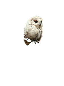 Owl In Tree Vinyl Car Decal Sticker – Waterproof & UV-Resistant 8"