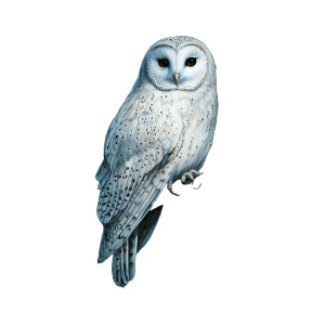 Moonlit White Owl Vinyl Car Decal Sticker – Waterproof & UV-Resistant 8"