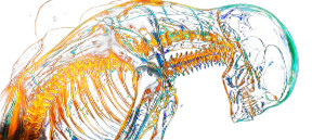 Neon Skeleton Leviathan Vinyl Car Decal Sticker – Waterproof & UV-Resistant 8"