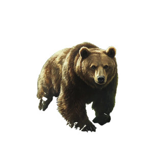 Bear In Forest Vinyl Car Decal Sticker – Waterproof & UV-Resistant 8" Bear In Forest Vinyl Car Decal Sticker – Waterproof & UV-Resistant 8"