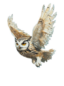 Whimsical Owl Painting Vinyl Car Decal Sticker – Waterproof & UV-Resistant 8" Whimsical Owl Painting Vinyl Car Decal Sticker – Waterproof & UV-Resistant 8"