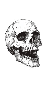 Matisse Skull Jaw Vinyl Car Decal Sticker – Waterproof & UV-Resistant 8"