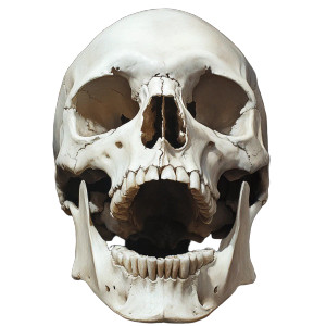 Human Skull Open Mouth Vinyl Car Decal Sticker – Waterproof & UV-Resistant 8"
