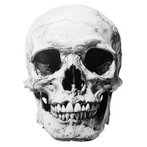 Realistic Skull Drawing Vinyl Car Decal Sticker – Waterproof & UV-Resistant 8" Realistic Skull Drawing Vinyl Car Decal Sticker – Waterproof & UV-Resistant 8"